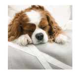 Fursatile Decor Gray + White, Small, $89 Small, Gray + White Cover