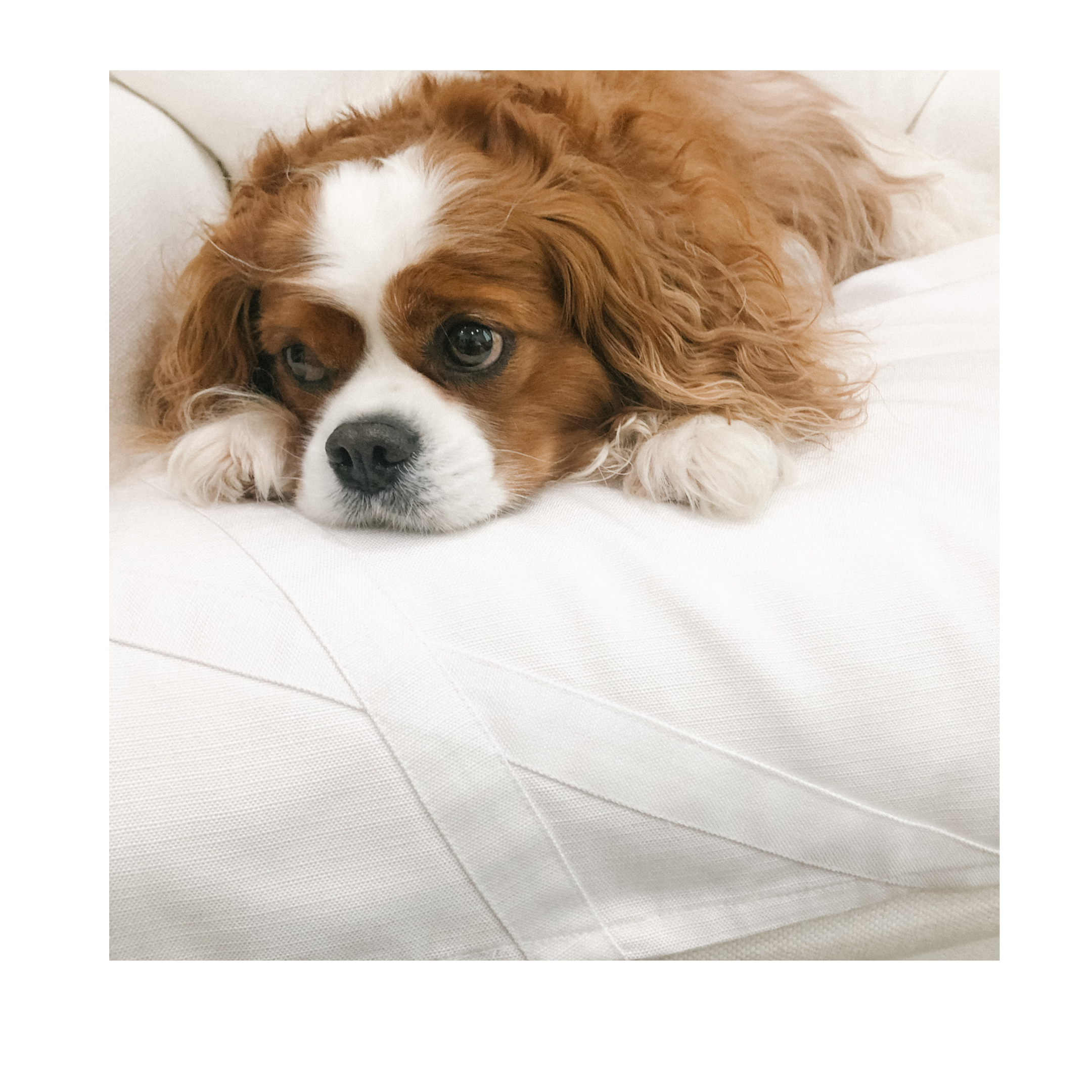 Fursatile Decor White + White, Small, $89 Small, White + White Cover