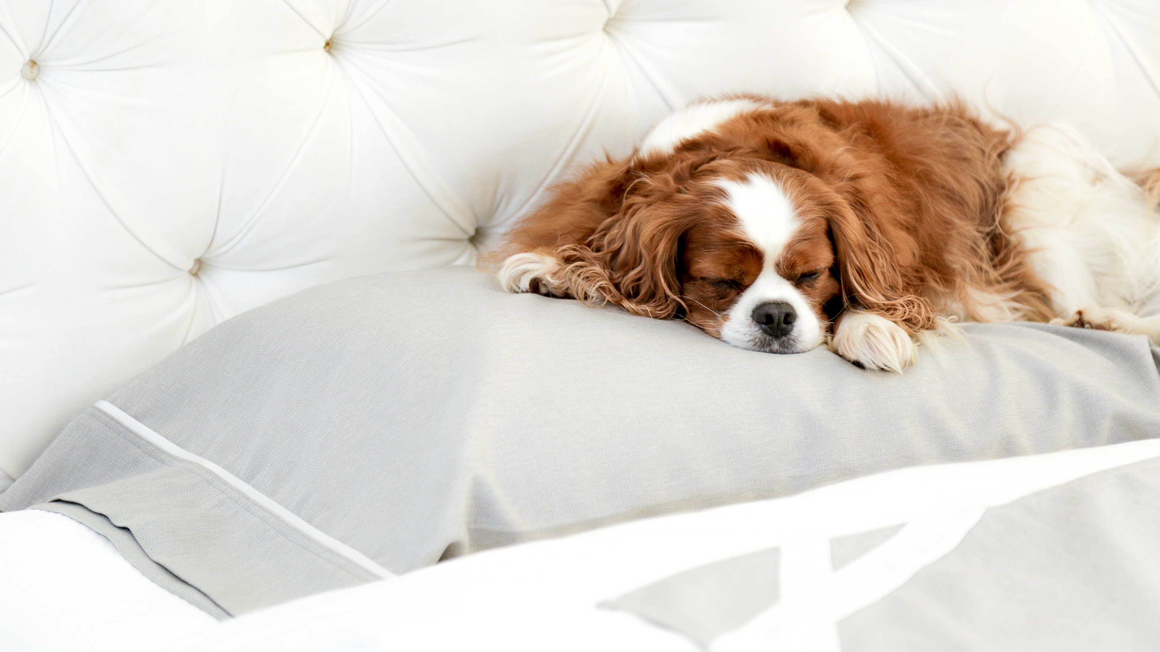 Fursatile Decor Gray + White, Small, $89 Small, Gray + White Cover